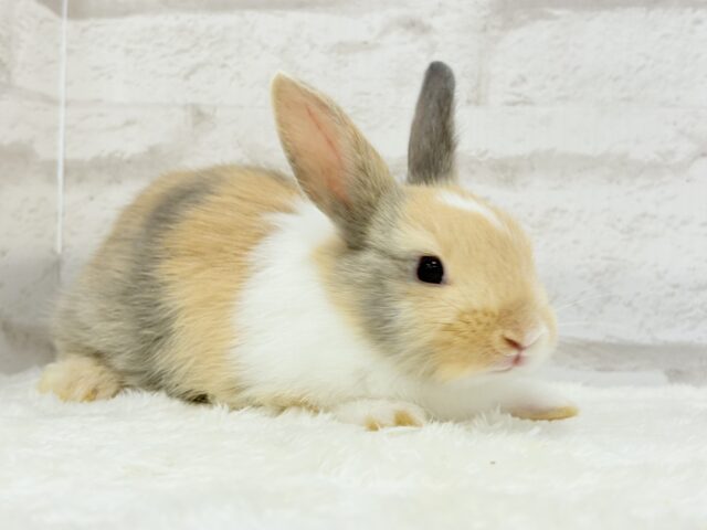 ネザーランドドワーフ