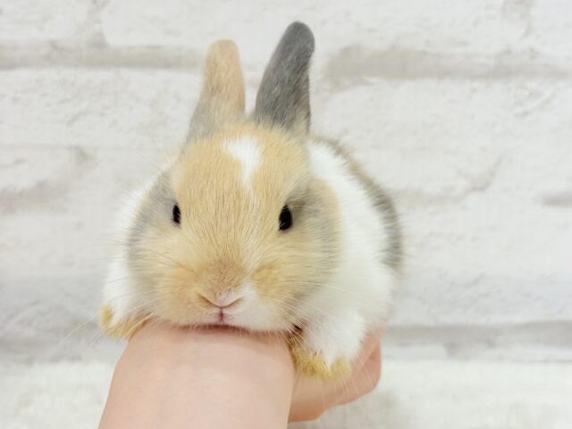 ネザーランドドワーフ