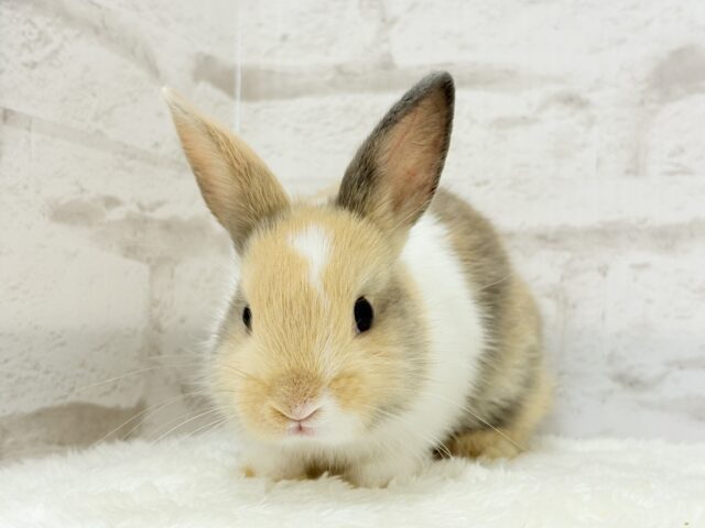 ネザーランドドワーフ