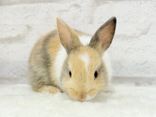 ネザーランドドワーフ