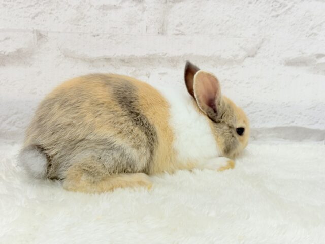 ネザーランドドワーフ