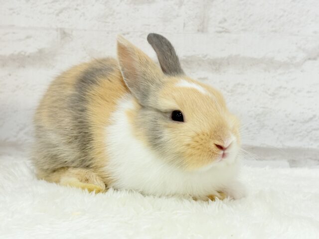 ネザーランドドワーフ