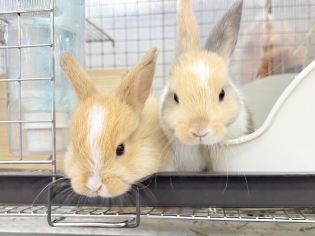 ネザーランドドワーフ