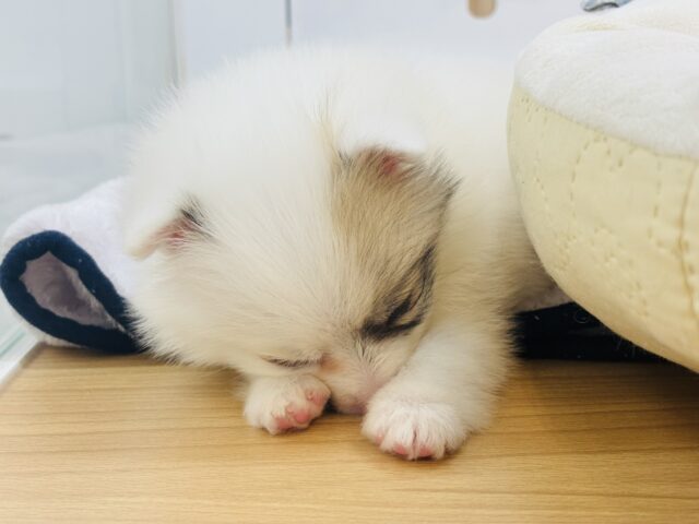 猪突猛進ウリボー!?シーポメちゃん! シーポメ