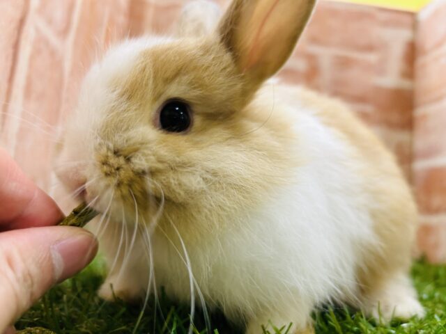 ライオンラビット