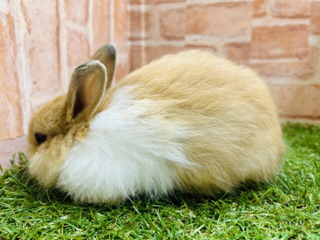 ライオンラビット