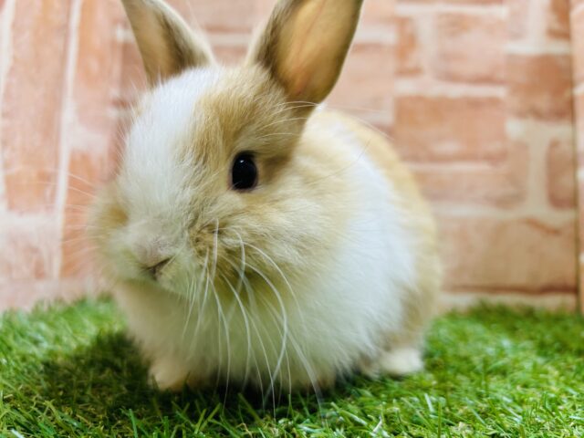 ライオンラビット