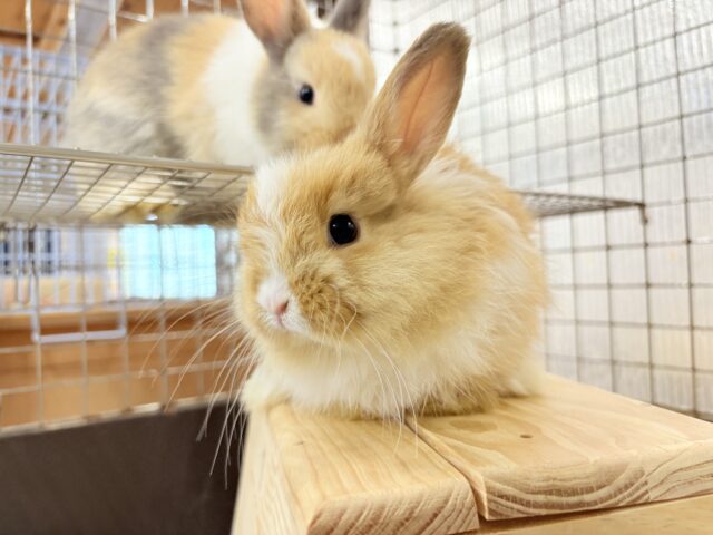 ライオンラビット