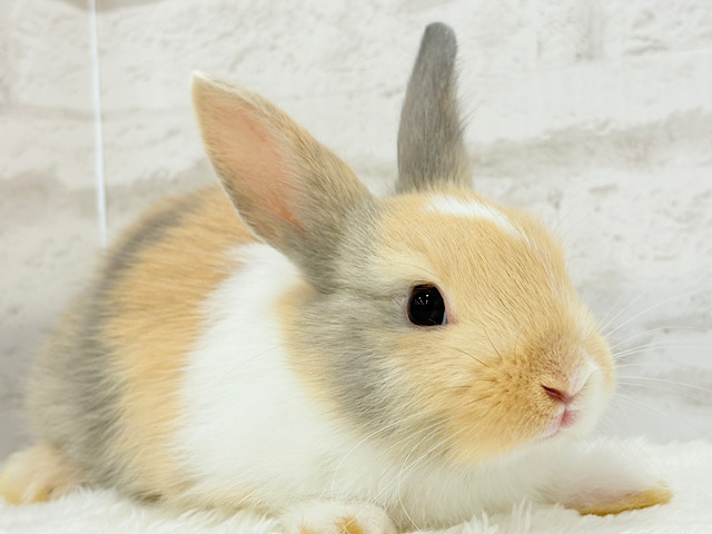 淡々三毛ちゃん🐰🌿ネザーランドドワーフ 女の子