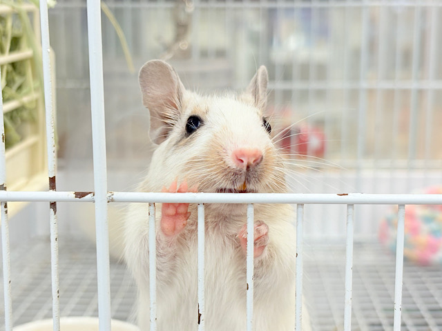 好奇心が止まらない~♩♩デグー(ホワイトパイド) 女の子