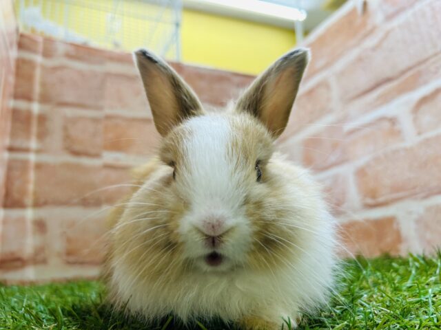 ライオンラビット