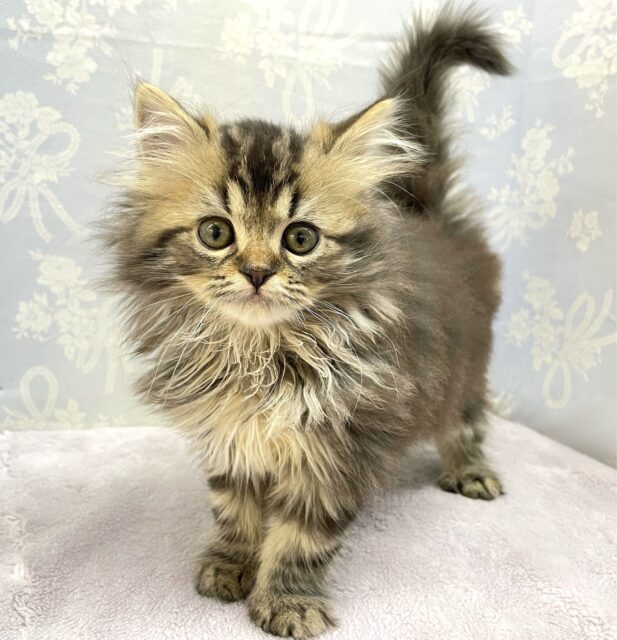 スコティッシュフォールド