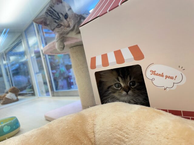 スコティッシュフォールド