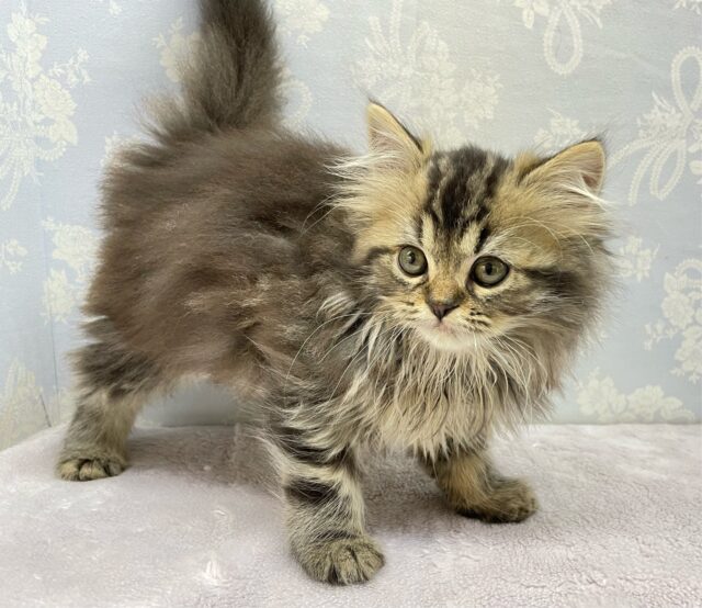 スコティッシュフォールド