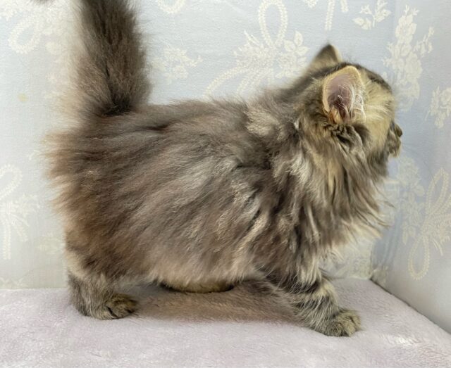 スコティッシュフォールド