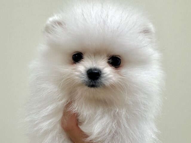 ポメラニアン
