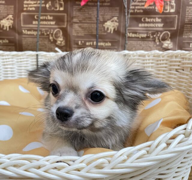 しっぽフリフリ☺ロング・チワワ(フォーン)💙男の子💙2025年7月18日生まれ チワワ