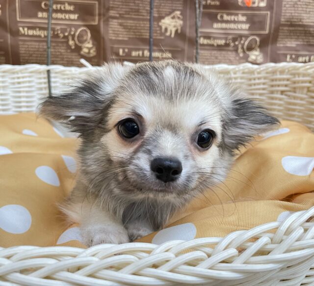 しっぽフリフリ☺ロング・チワワ(フォーン)💙男の子💙2025年7月18日生まれ チワワ