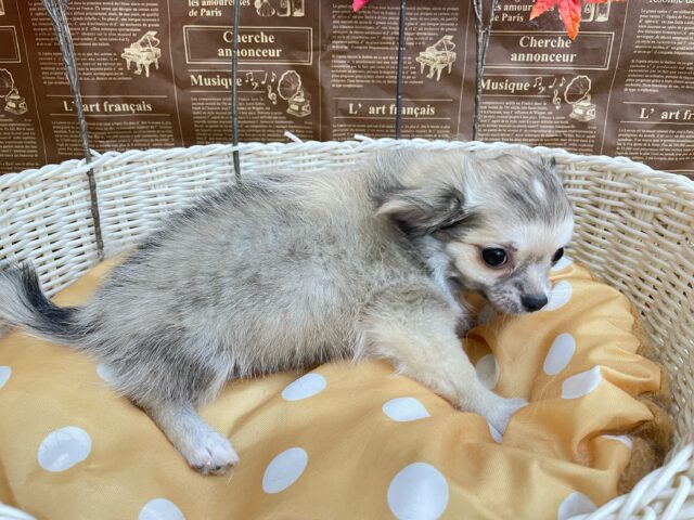 しっぽフリフリ☺ロング・チワワ(フォーン)💙男の子💙2025年7月18日生まれ チワワ