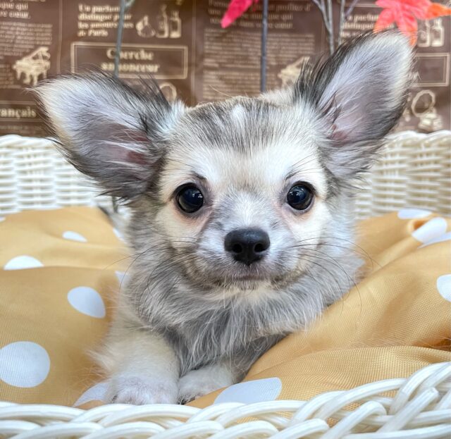 しっぽフリフリ☺ロング・チワワ(フォーン)💙男の子💙2025年7月18日生まれ チワワ
