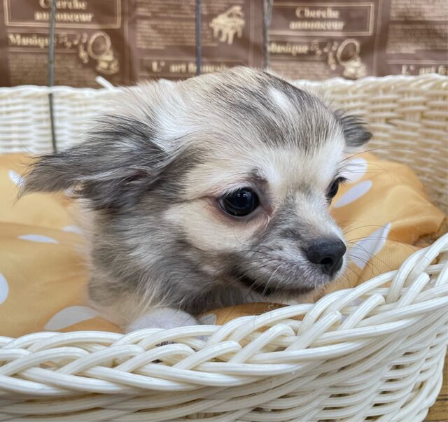 しっぽフリフリ☺ロング・チワワ(フォーン)💙男の子💙2025年7月18日生まれ チワワ