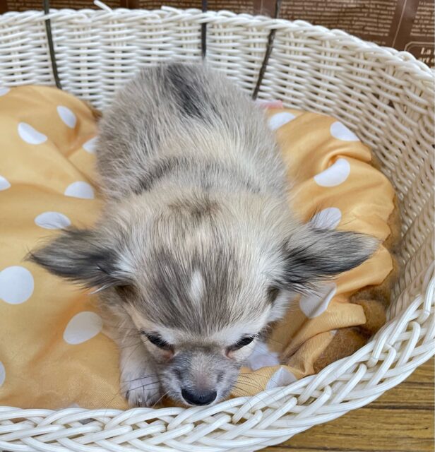 しっぽフリフリ☺ロング・チワワ(フォーン)💙男の子💙2025年7月18日生まれ チワワ