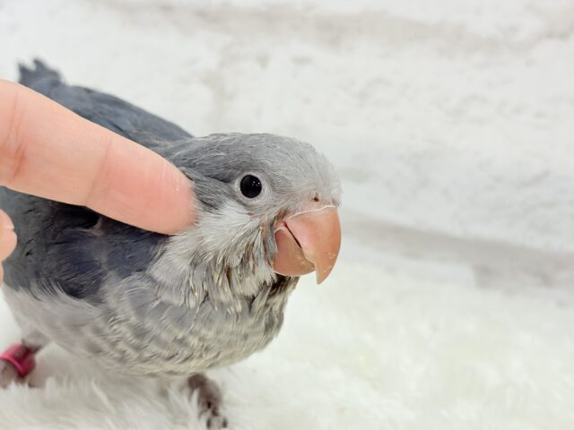 オキナインコ