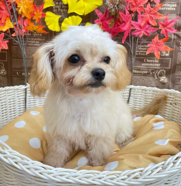 テンション高め💖ハーフ犬(チワワ✖️トイプードル)(アプリコット&ホワイト)🤎🤍女の子💕2025年5月26日生まれ チワプー