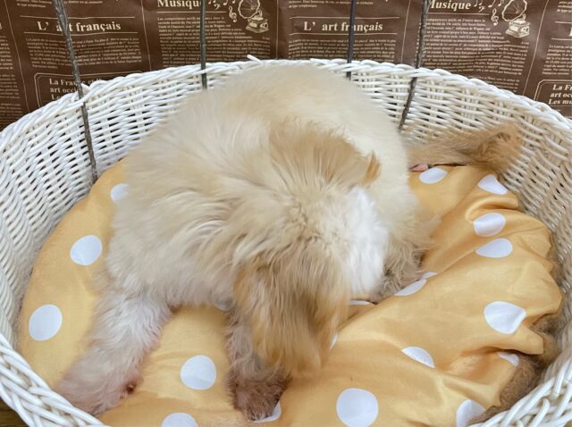 テンション高め💖ハーフ犬(チワワ✖️トイプードル)(アプリコット&ホワイト)🤎🤍女の子💕2025年5月26日生まれ チワプー