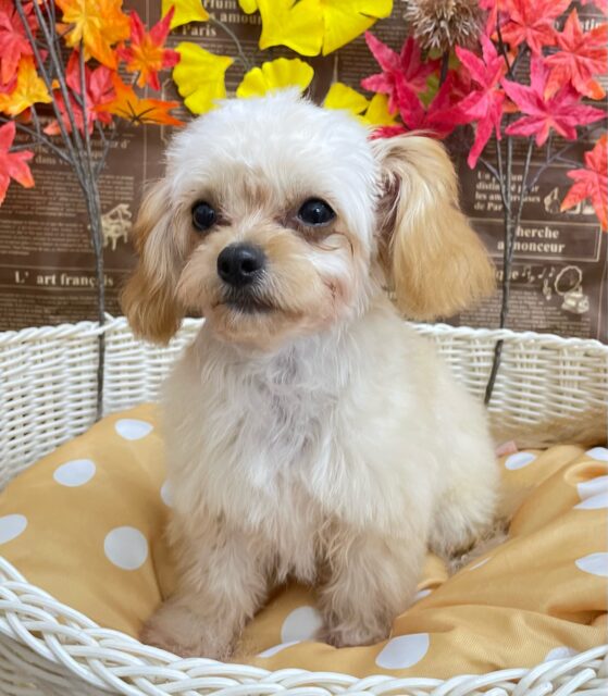 テンション高め💖ハーフ犬(チワワ✖️トイプードル)(アプリコット&ホワイト)🤎🤍女の子💕2025年5月26日生まれ チワプー