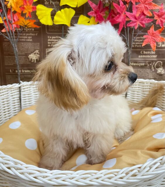 テンション高め💖ハーフ犬(チワワ✖️トイプードル)(アプリコット&ホワイト)🤎🤍女の子💕2025年5月26日生まれ チワプー