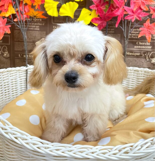 テンション高め💖ハーフ犬(チワワ✖️トイプードル)(アプリコット&ホワイト)🤎🤍女の子💕2025年5月26日生まれ チワプー