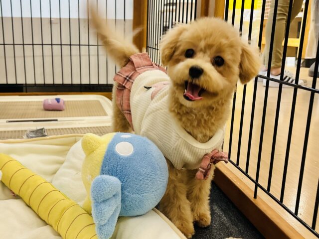 好きの感情が大爆発♬.*ﾟマルプーちゃん！