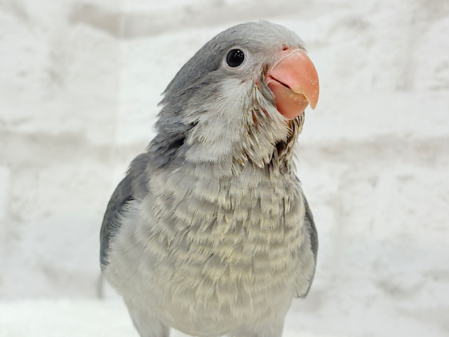 深い色合いが魅力的🐥🫧オキナインコ(バイオレット) ヒナ