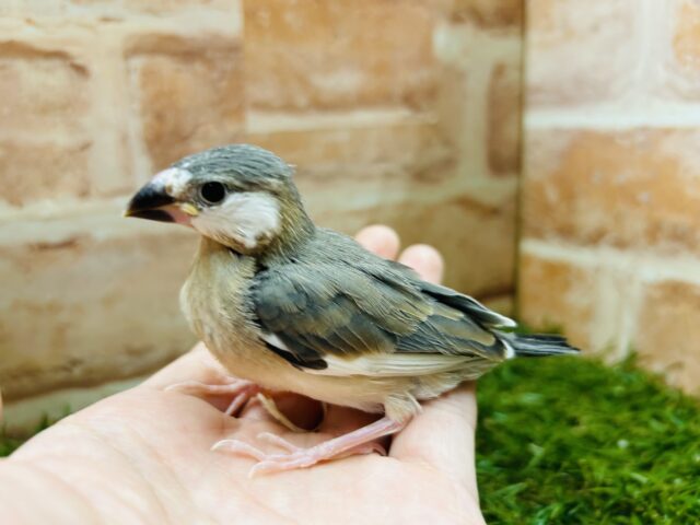 カワイイ桜文鳥さんがやってきましたよ～🎵🌟