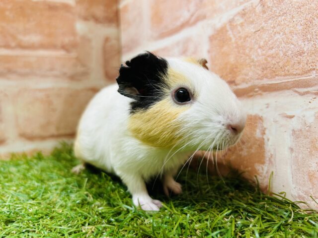 イングリッシュモルモット