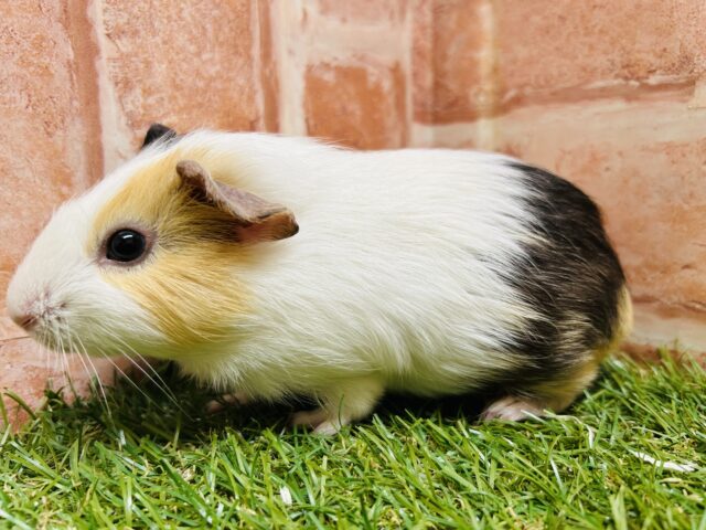 イングリッシュモルモット