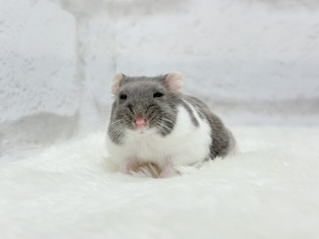 ジャンガリアン