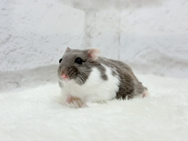 ジャンガリアン