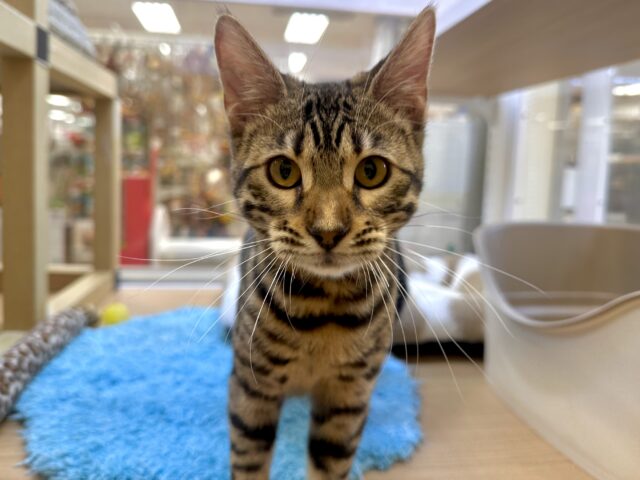 しなやかボディ♡‬甘えん坊ベンガルちゃん🐱