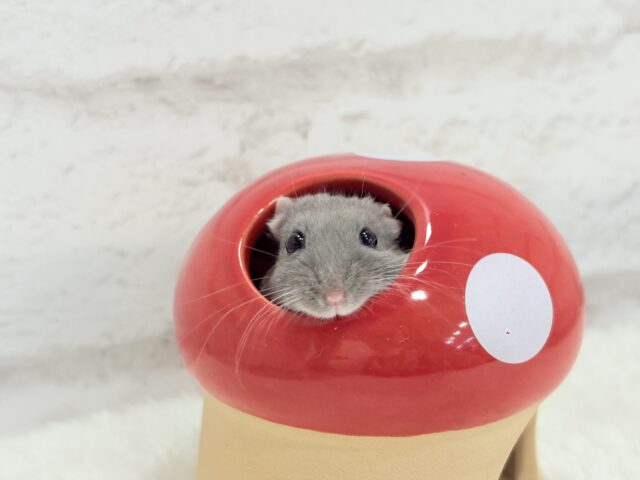 ジャンガリアン