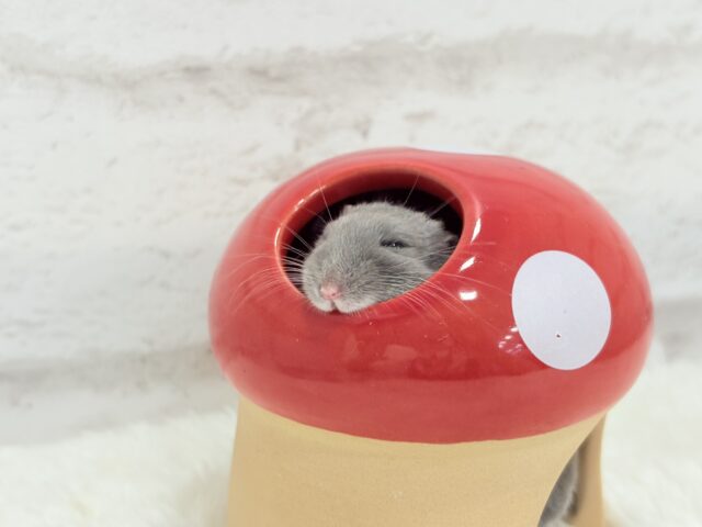 ジャンガリアン