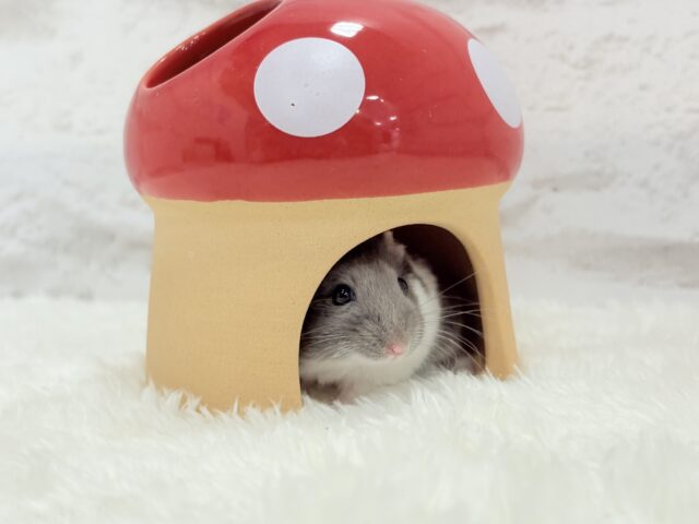 ジャンガリアン