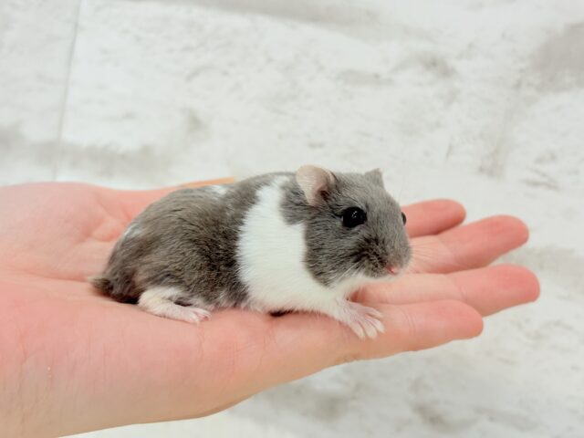 ジャンガリアン