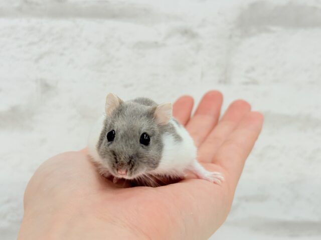 ジャンガリアン