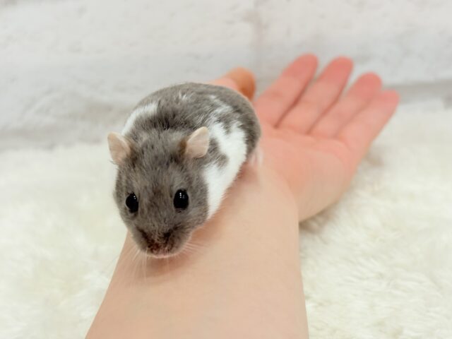 ジャンガリアン