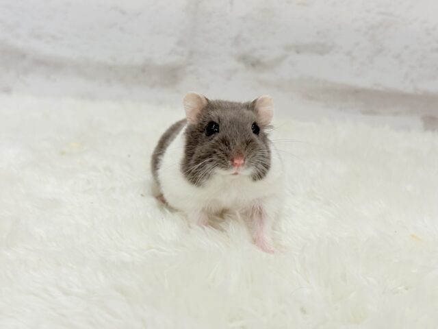 ジャンガリアン