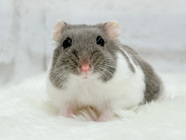 可愛すぎ注意報⚠️💘ジャンガリアンハムスター(ブルーパイド) 男の子