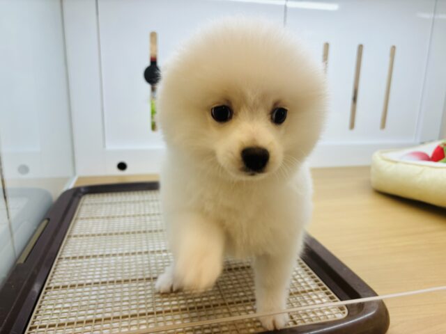 ポメラニアン