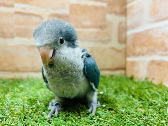 オキナインコ